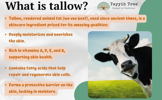 What is Tallow?